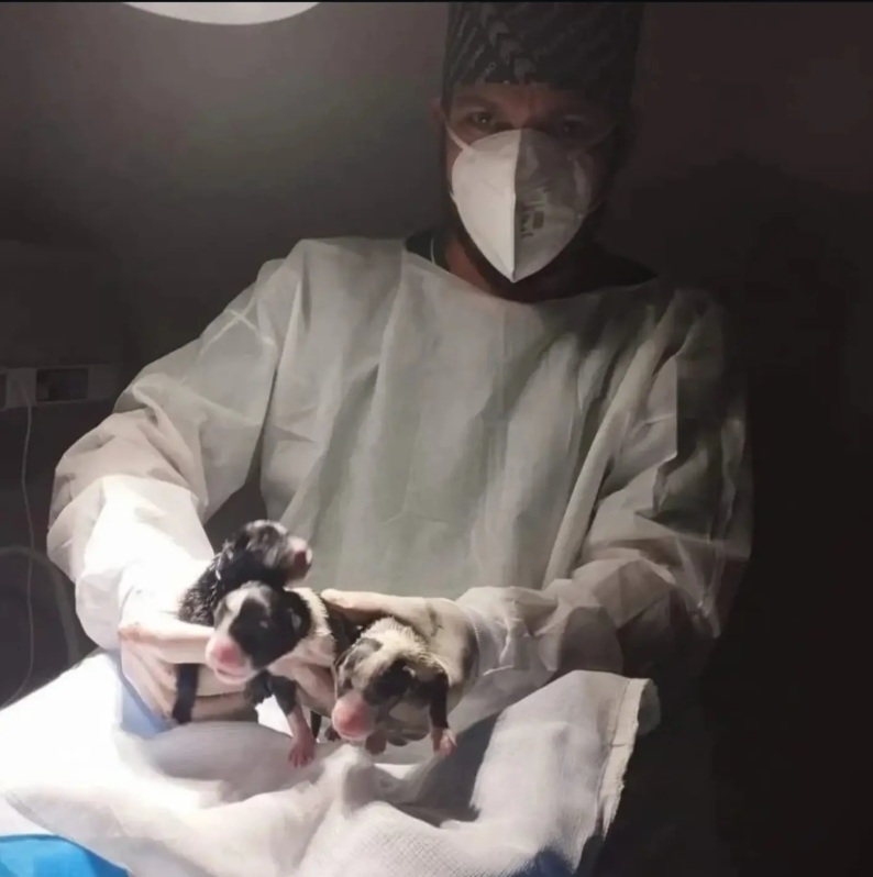 Veterinário cuidando de filhotes